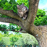 Grisou a rejoint le concours — aidez-le/la à gagner de superbes lots ! cat, tree, branch, green_leaves, outdoor, nature, sky, animal, pet, fluffy, curious, garden, grass, sunlight, wildlife, feline, mammal, daylight, park, closeup