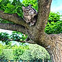 cat, tree, branch, green_leaves, outdoor, nature, sky, animal, pet, fluffy, curious, garden, grass, sunlight, wildlife, feline, mammal, daylight, park, closeup