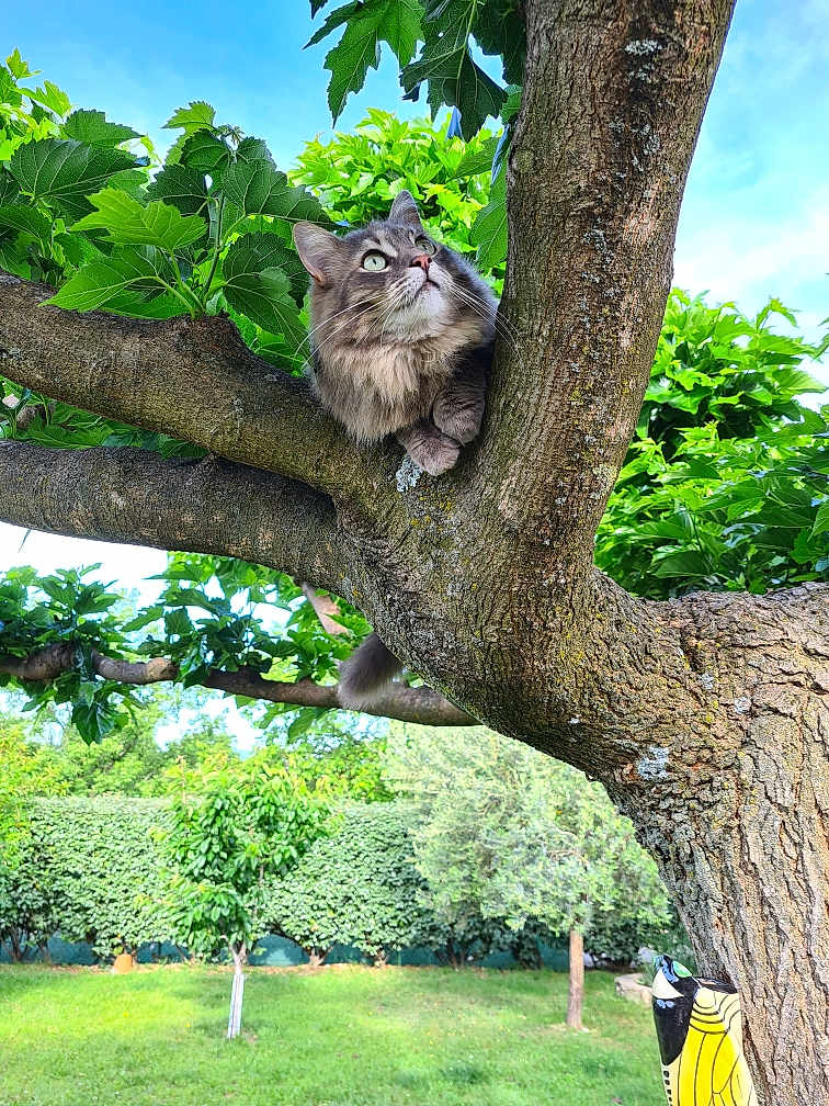 Grisou a rejoint le concours — aidez-le/la à gagner de superbes lots ! cat, tree, branch, green_leaves, outdoor, nature, sky, animal, pet, fluffy, curious, garden, grass, sunlight, wildlife, feline, mammal, daylight, park, closeup