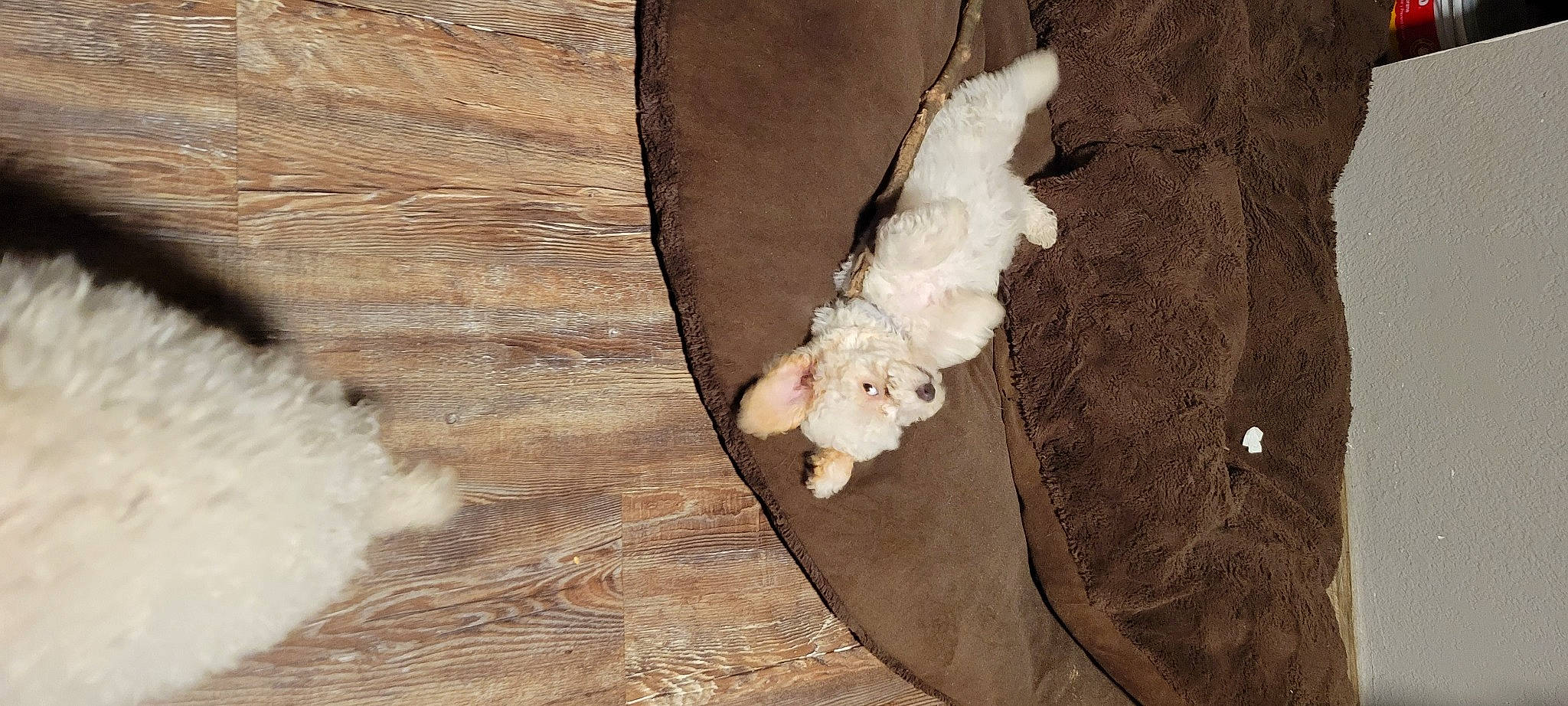 Jasmine joined the competition — help win amazing prizes! beak, canidae, claw, cow_goat_family, fawn, feather, fur, goat_antelope, goats, hardwood, horn, livestock, paw, tail, terrestrial_animal, trunk, wildlife, wing, wood, working_animal