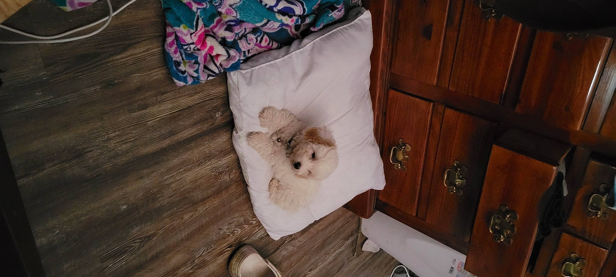 Jasmine is registered to the contest to win money with this photo: bag, cabinetry, carnivore, comfort, companion_dog, dog_breed, drawer, fawn, felidae, floor, flooring, fur, hardwood, linens, room, small_to_medium_sized_cats, toy_dog, whiskers, wood, wood_stain