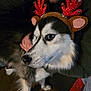 animal, black_and_white, brown, christmas, costume, cute, dog, eyes, face, festive, floor, fur, hand, holiday, husky, indoor, person, pet, portrait, reindeer_antlers