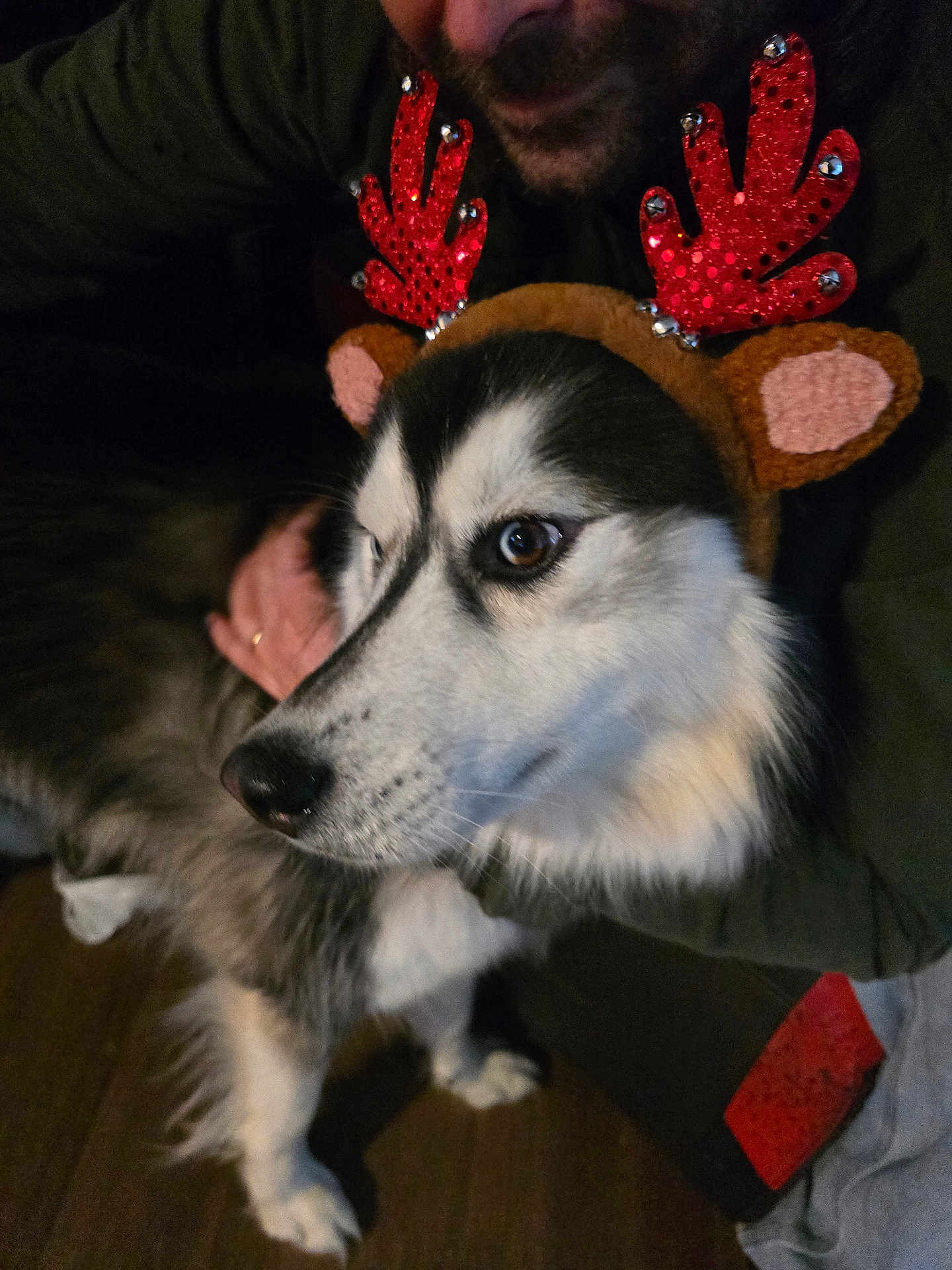 Thor is registered to the contest to win money with this photo: animal, black_and_white, brown, christmas, costume, cute, dog, eyes, face, festive, floor, fur, hand, holiday, husky, indoor, person, pet, portrait, reindeer_antlers
