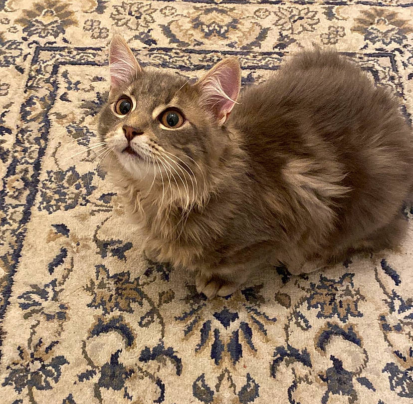 Elvis participe au concours pour gagner de l'argent avec cette photo : carnivore, cat, claw, comfort, domestic_short_haired_cat, fawn, felidae, flooring, fur, paw, sitting, small_to_medium_sized_cats, snout, tail, terrestrial_animal, whiskers