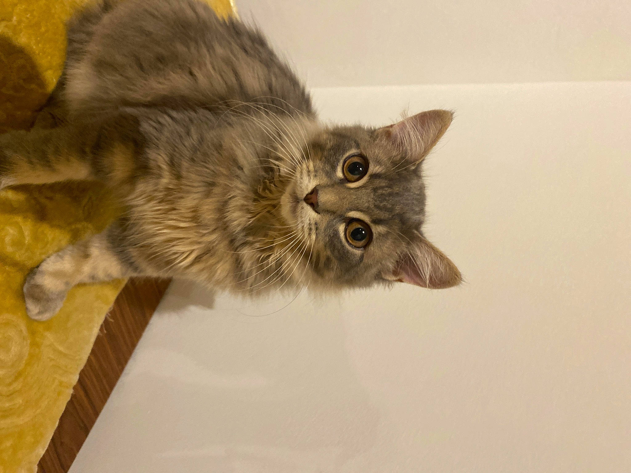 Elvis a rejoint le concours — aidez-le/la à gagner de superbes lots ! carnivore, cat, claw, domestic_short_haired_cat, ear, felidae, fur, paw, small_to_medium_sized_cats, snout, tail, terrestrial_animal, whiskers