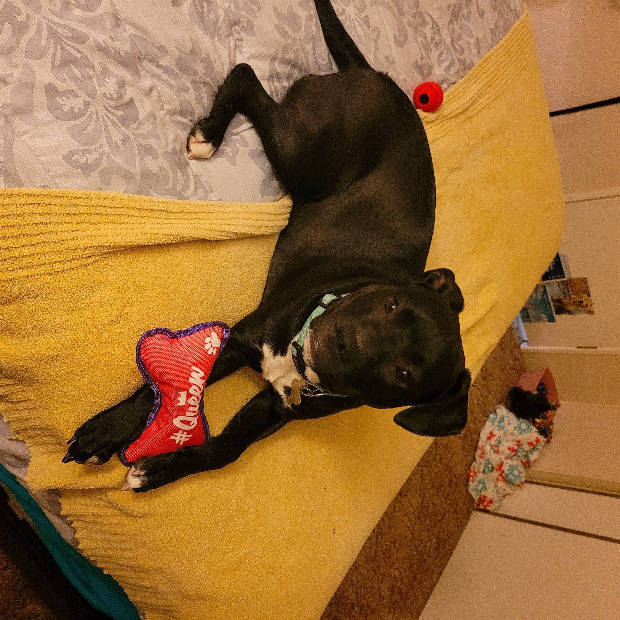 Lele is registered to the contest to win money with this photo: canidae, carmine, carnivore, comfort, companion_dog, dog, dog_breed, dog_supply, fawn, fur, guard_dog, linens, personal_protective_equipment, pet_supply, room, sporting_group, tail, visual_arts, wood, working_animal