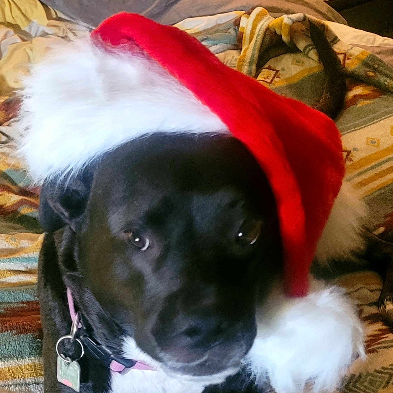 Linda Dubuc is registered to the contest to win money with this photo: animal, bed, black_dog, blanket, christmas, closeup, collar, cozy, cute, dog, domestic_animal, festive, fur, holiday, indoor, pet, portrait, resting, santa_hat, sleepy