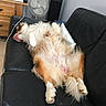 Looping a rejoint le concours — aidez-le/la à gagner de superbes lots ! dog, fluffy, couch, leather, living_room, relaxed, lying_down, pet, indoor, fur, paw, sleeping, wooden_furniture, fan, television, black, white, brown, cozy, comfortable
