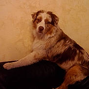Looping participe au concours pour gagner de l'argent avec cette photo : dog, indoor, couch, furniture, wall, pet, animal, relaxed, seated, brown, cream, fur, calm, looking, portrait, domestic, living_room, home, resting, canine