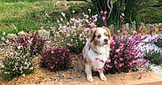 Looping participe au concours pour gagner de l'argent avec cette photo : dog, flower, garden, plant, grass, bush, outdoor, pet, nature, greenery, colorful, flora, canine, sitting, fur, animal, peaceful, landscape, hedge, shrub
