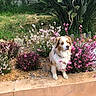dog, flower, garden, plant, grass, bush, outdoor, pet, nature, greenery, colorful, flora, canine, sitting, fur, animal, peaceful, landscape, hedge, shrub