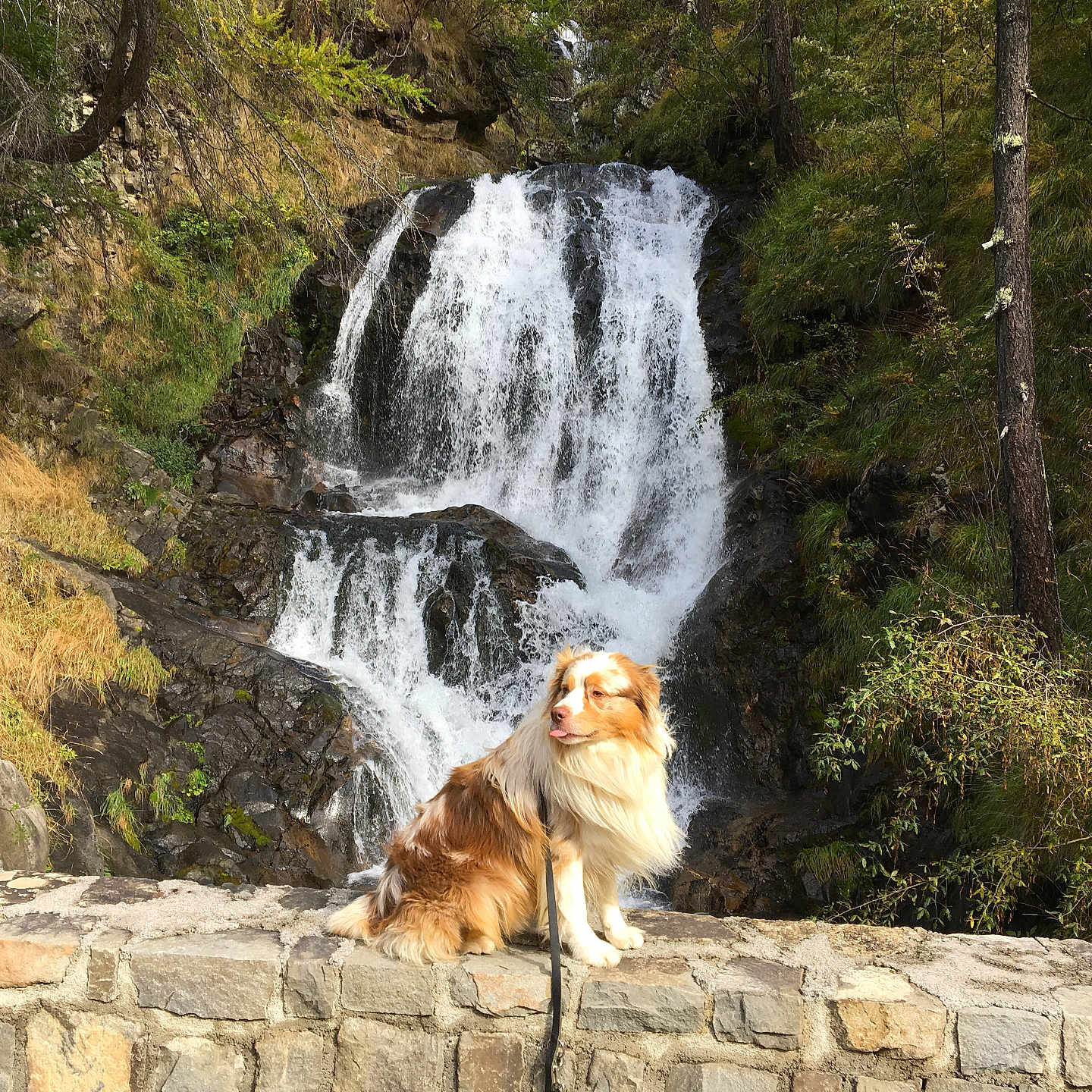 Looping a rejoint le concours — aidez-le/la à gagner de superbes lots ! dog, waterfall, stone_wall, nature, outdoor, greenery, rocks, fur, leash, scenery, landscape, animal, tree, forest, moss, sunlight, fall, calm, pet, park