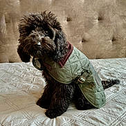 Rex is registered to the contest to win money with this photo: dog, black_dog, curly_fur, pet_clothing, jacket, bed, quilted_bedspread, indoor, cute, fluffy, sitting, fur, animal, companion, domestic_animal, portrait, looking, eyes, furniture, home