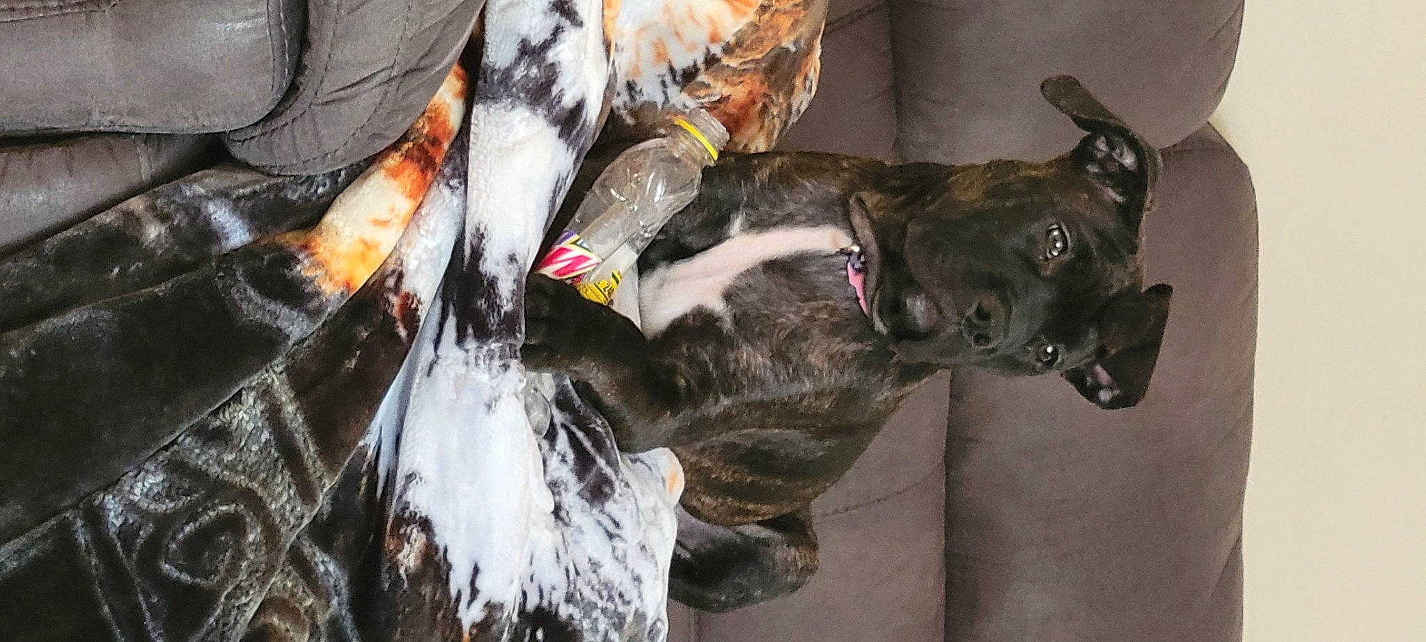 Diamond joined the competition — help win amazing prizes! canidae, carnivore, collar, companion_dog, dog, dog_breed, dog_collar, fawn, felidae, fish, fur, guard_dog, human_leg, livestock, small_to_medium_sized_cats, snout, sporting_group, tail, whiskers, working_animal