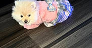 Honey Monroe joined the competition — help win amazing prizes! puppy, dog, small_dog, fluffy, white_fur, pink_sweater, plaid_skirt, pet_clothing, cute, sitting, lying_down, looking_at_camera, indoor, wood_floor, furniture, blue_background, portrait, animal, companionship, adorable