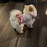 Honey Monroe joined the competition — help win amazing prizes! dog, puppy, fluffy, small_dog, white_fur, cream_fur, pet, animal, striped_outfit, pink_clothing, ruffles, pom_pom_tail, standing, walking, wooden_floor, indoor, home, fashionable, cute, toy_breed