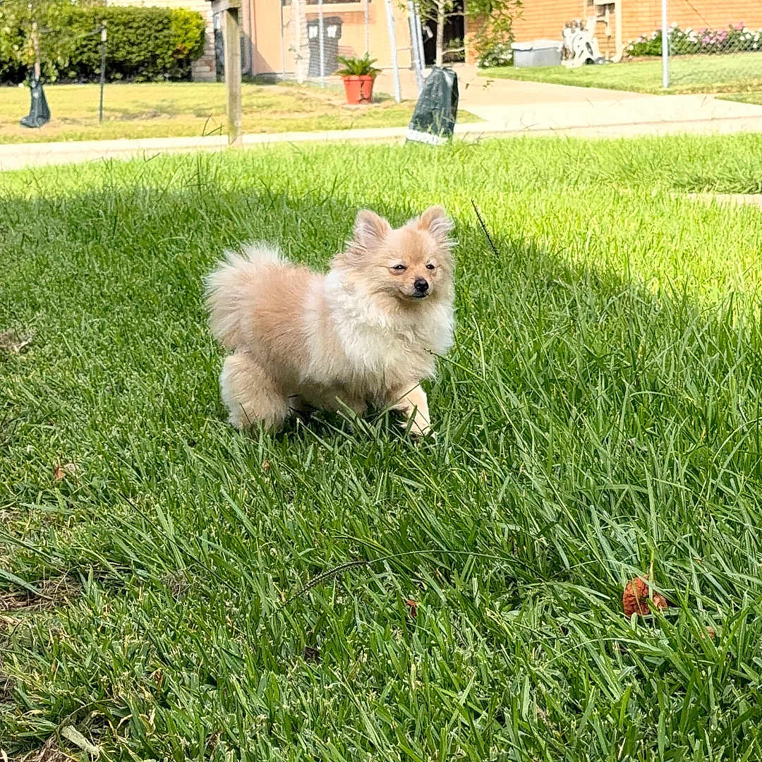 Honey Monroe joined the competition — help win amazing prizes! dog, small_dog, fluffy, pomeranian, standing, grass, lawn, outdoor, sunny, suburban, houses, residential, yard, greenery, fur, pointed_ears, tail, pet, animal, daylight