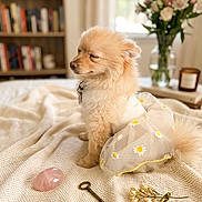 Honey Monroe is registered to the contest to win money with this photo: dog, small_dog, fluffy, cream_colored, puppy, wearing_dress, daisy_pattern, pet, sitting, indoor, bed, blanket, knitted_fabric, bookshelf, books, window, flowers, vase, rose_quartz, antique_key