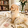 dog, small_dog, fluffy, cream_colored, puppy, wearing_dress, daisy_pattern, pet, sitting, indoor, bed, blanket, knitted_fabric, bookshelf, books, window, flowers, vase, rose_quartz, antique_key