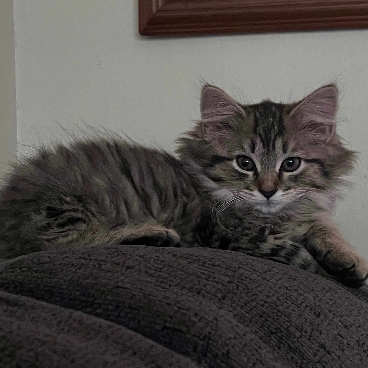 Muffin joined the competition — help win amazing prizes! abyssinian, angora, animal, blanket, cat, couch, furniture, hardwood, homedecor, indoors, kitten, linen, manx, pet, siamese, wood