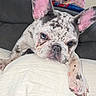 Skye is registered to the contest to win money with this photo: dog, french_bulldog, puppy, pet, animal, close_up, ear, face, paw, blanket, indoor, cute, adorable, lying_down, fur, canine, domestic_animal, snout, resting, looking