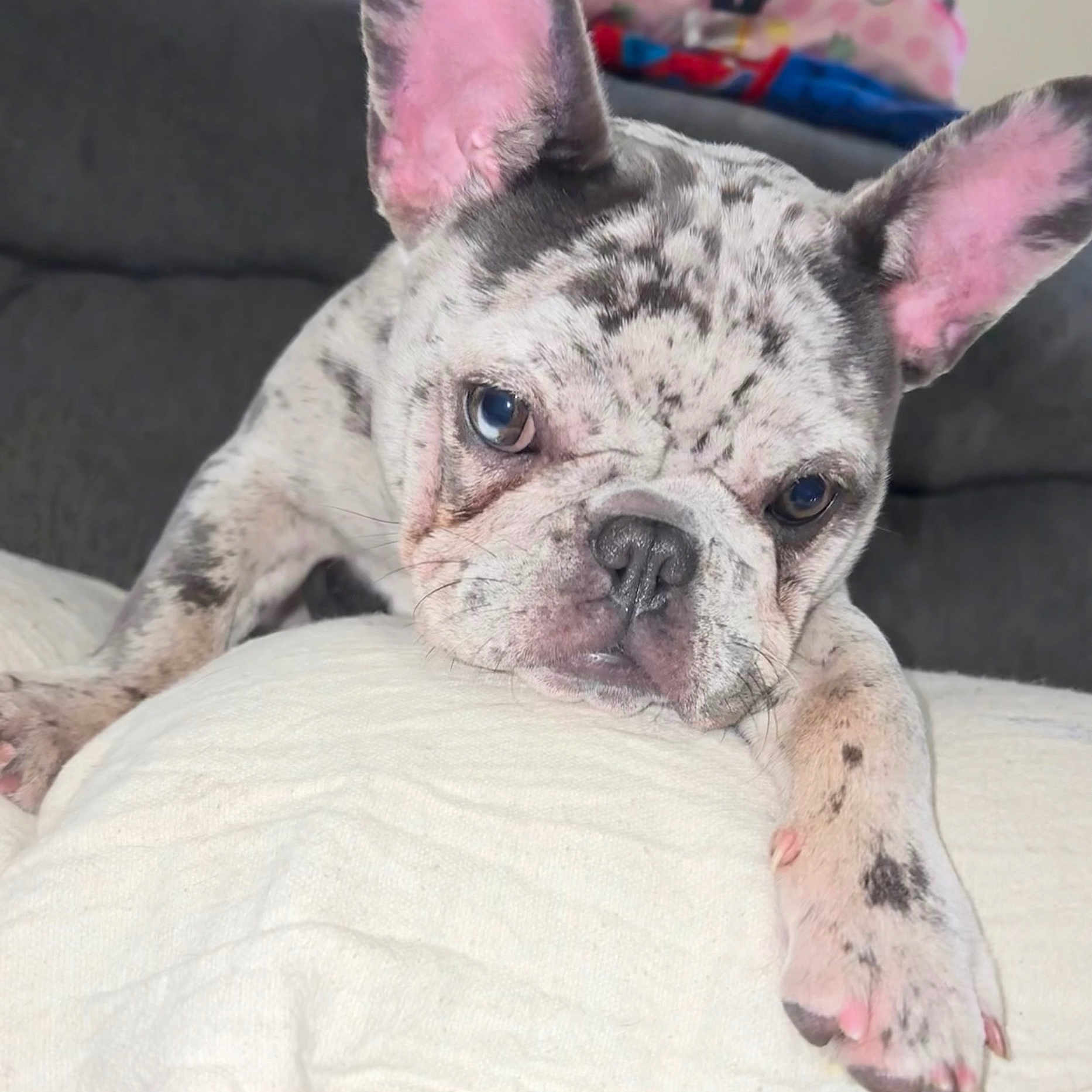 Skye is registered to the contest to win money with this photo: dog, french_bulldog, puppy, pet, animal, close_up, ear, face, paw, blanket, indoor, cute, adorable, lying_down, fur, canine, domestic_animal, snout, resting, looking