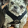 french_bulldog, dog, puppy, brindle, pet, indoor, wooden_floor, harness, sitting, curious, canine, animal, companion, domestic, young_dog, close_up, ears, fur, two_dogs, black_harness