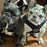 Skye is registered to the contest to win money with this photo: french_bulldog, dog, pet, animal, indoor, wooden_floor, leash, harness, two_dogs, sitting, closeup, portrait, curious, ears_up, flooring, companion, cute, canine, friendship, domestic