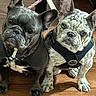 french_bulldog, dog, pet, animal, indoor, wooden_floor, leash, harness, two_dogs, sitting, closeup, portrait, curious, ears_up, flooring, companion, cute, canine, friendship, domestic