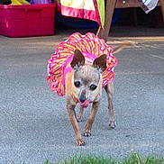Blossom is registered to the contest to win money with this photo: