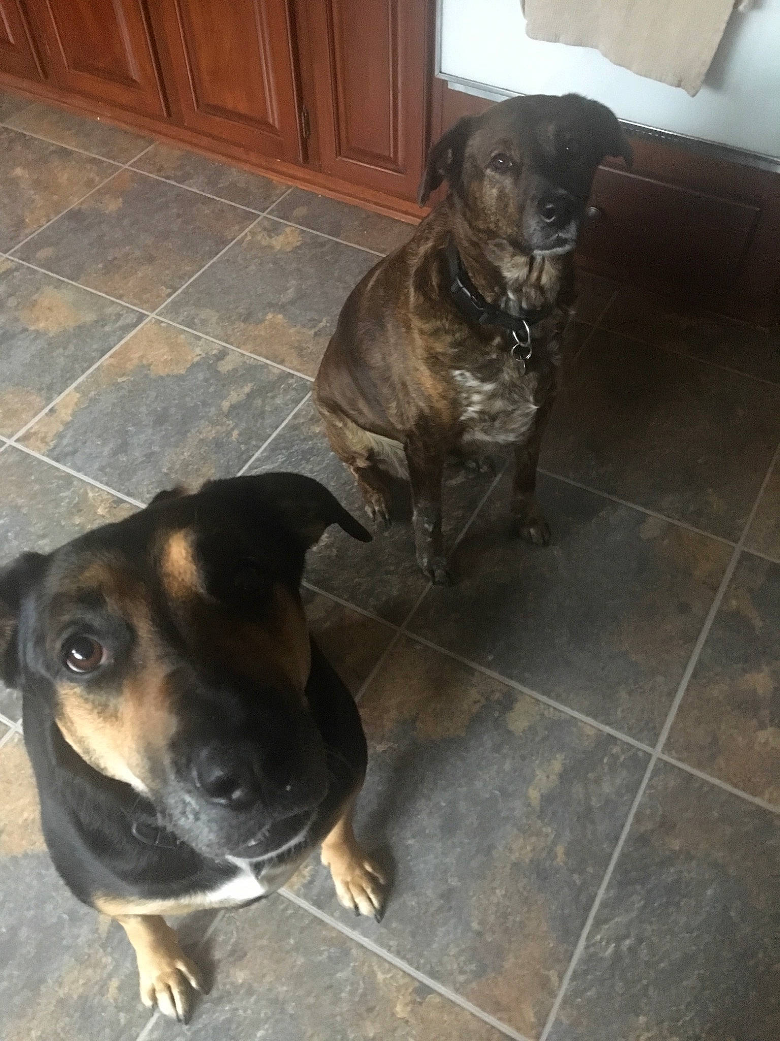 Dutchey is registered to the contest to win money with this photo: canidae, carnivore, dog, dog_breed, fawn, floor, mammal, mountain_cur, snout, vertebrate