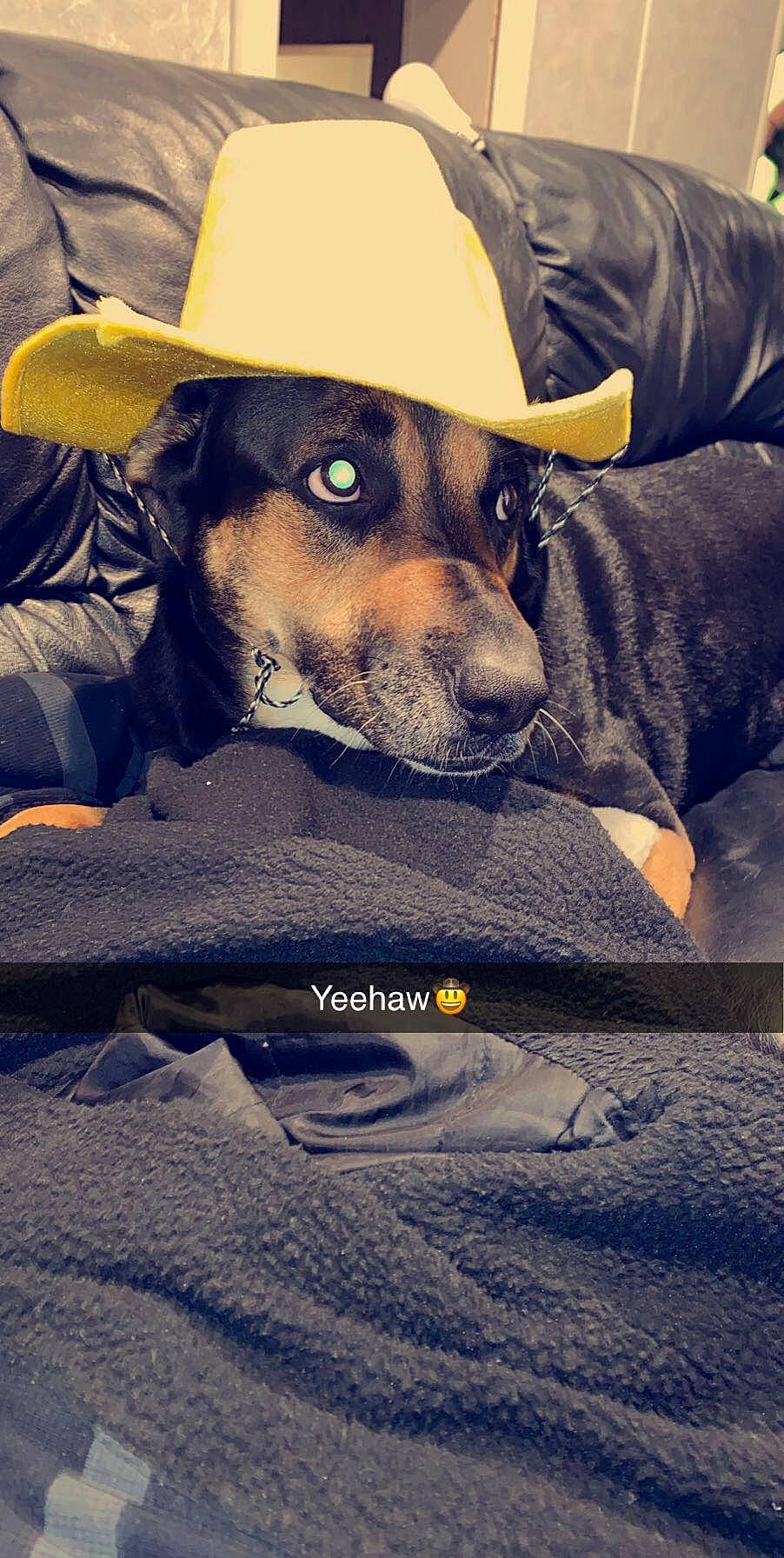 Dutchey is registered to the contest to win money with this photo: canidae, carnivore, dachshund, dog, dog_breed, headgear, hunting_dog, personal_protective_equipment, photography, police_dog, snout