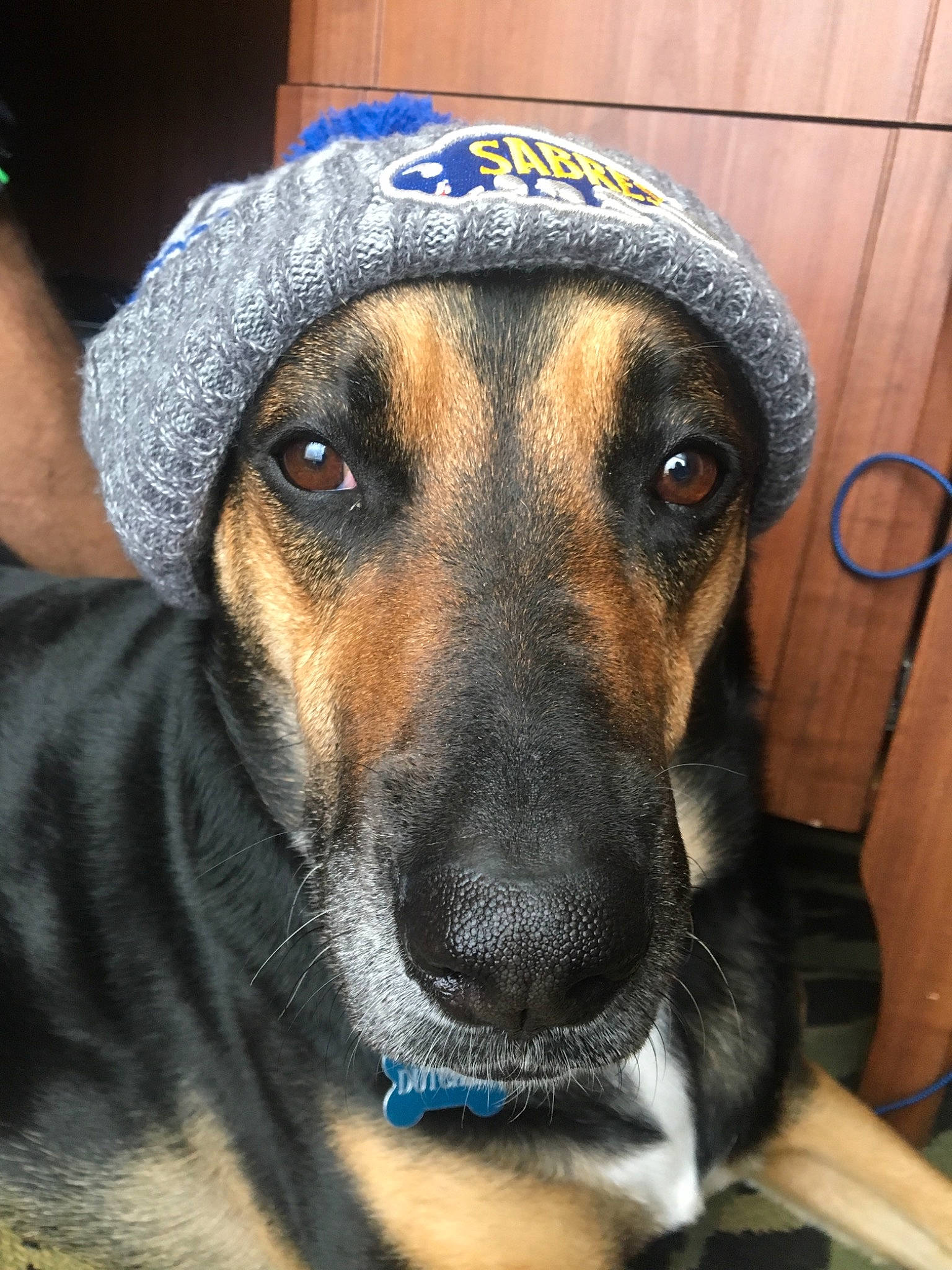 Dutchey joined the competition — help win amazing prizes! black_mouth_cur, canidae, carnivore, dog, dog_breed, ear, eye, fawn, mammal, mountain_cur, nose, snout, vertebrate, whiskers