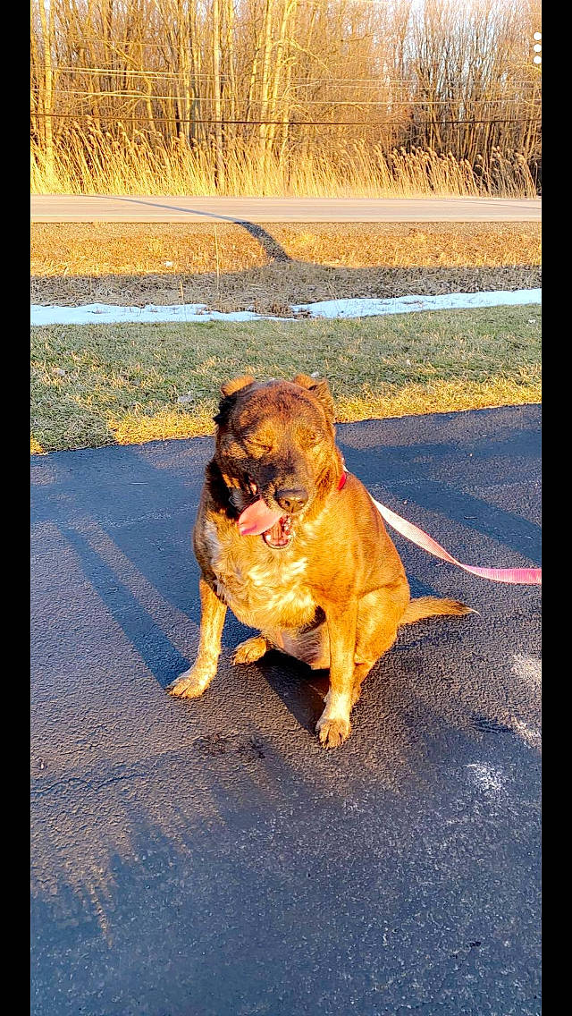 Bailey is registered to the contest to win money with this photo: american_pit_bull_terrier, boerboel, bullmastiff, canidae, carnivore, companion_dog, dog, dog_breed, dogue_de_bordeaux, fawn, guard_dog, mammal, non_sporting_group, perro_de_presa_canario, perro_de_presa_mallorquin, sporting_group, vertebrate, working_dog