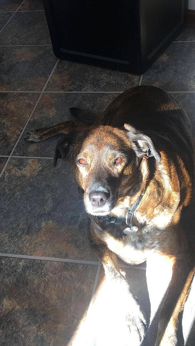 Bailey joined the competition — help win amazing prizes! canidae, carnivore, dog, dog_breed, mammal, mountain_cur, plott_hound, snout, sporting_group, whiskers