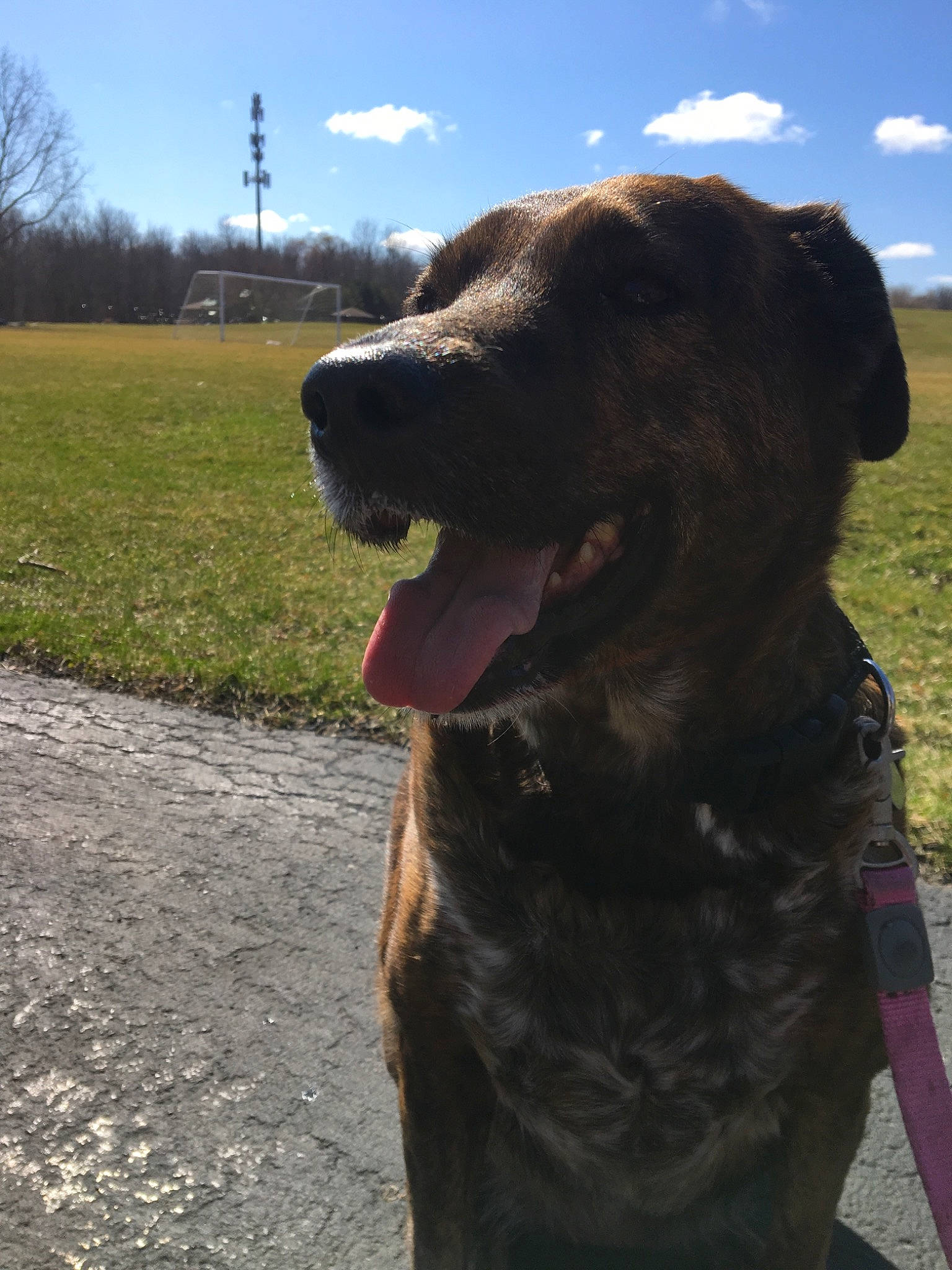 Bailey is registered to the contest to win money with this photo: alano_espanol, bandog, cane_corso, canidae, carnivore, dog, dog_breed, fawn, fila_brasileiro, guard_dog, hunting_dog, labrador_retriever, perro_de_presa_canario, snout, sporting_group, tail