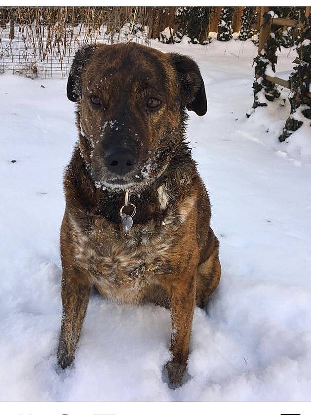 Bailey is registered to the contest to win money with this photo: canidae, carnivore, dog, dog_breed, fawn, mammal, mountain_cur, plott_hound, puppy, rare_breed_dog, snout, sporting_group, treeing_tennessee_brindle, vertebrate