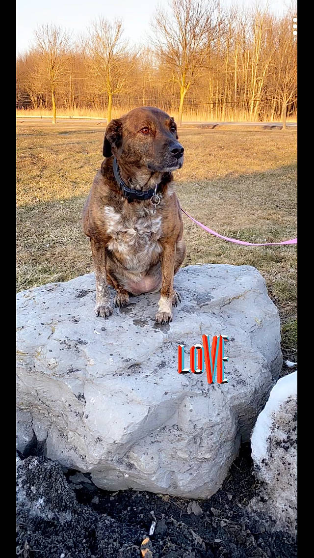 Bailey joined the competition — help win amazing prizes! alano_espanol, bandog, boerboel, canidae, carnivore, cimarron_uruguayo, dog, dog_breed, fawn, fila_brasileiro, mammal, perro_de_presa_canario, perro_de_presa_mallorquin, sporting_group, vertebrate, working_dog