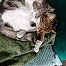 cat, sleeping, cuddle, fur, pet, cozy, blanket, tabby, white_fur, paw, rest, cute, animal, domestic, companion, relaxation, indoor, soft_texture, two_cats, snuggle
