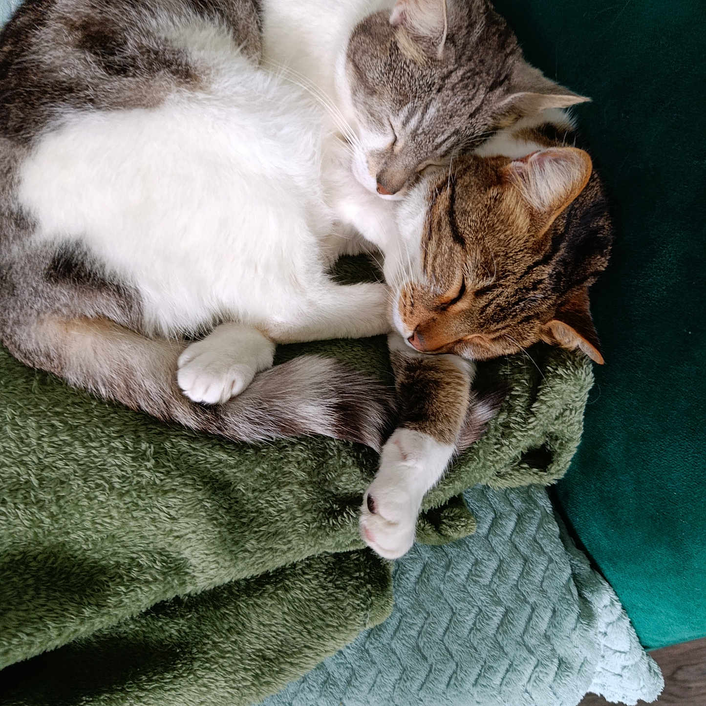Olaf a rejoint le concours — aidez-le/la à gagner de superbes lots ! cat, sleeping, cuddle, fur, pet, cozy, blanket, tabby, white_fur, paw, rest, cute, animal, domestic, companion, relaxation, indoor, soft_texture, two_cats, snuggle