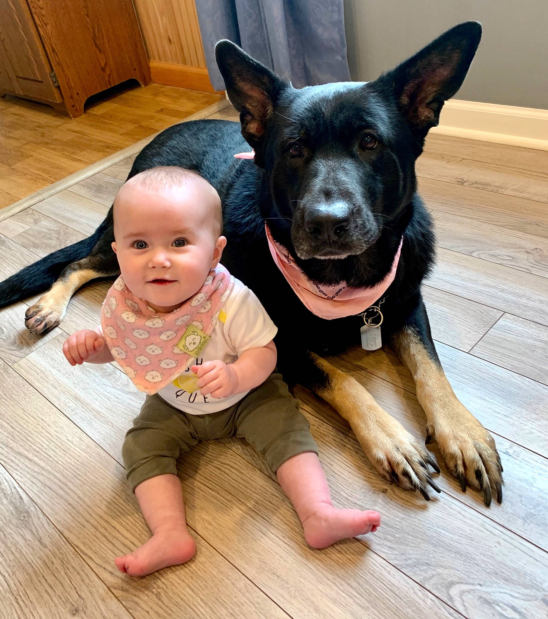 Gemma joined the competition — help win amazing prizes! australian_kelpie, baby, canidae, carnivore, child, dog, dog_breed, ear, fawn, floor, flooring, head, leg, mammal, person, puppy, sitting, skin, toddler, vertebrate