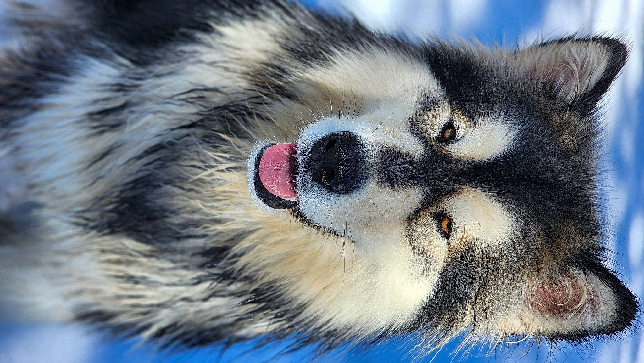 Sierra joined the competition — help win amazing prizes! canidae, canis, carnivore, close_up, dog, dog_breed, eye, eyelash, fur, head, human_body, iris, sled_dog, snout, sporting_group, terrestrial_animal, whiskers, wildlife, wolf, working_dog