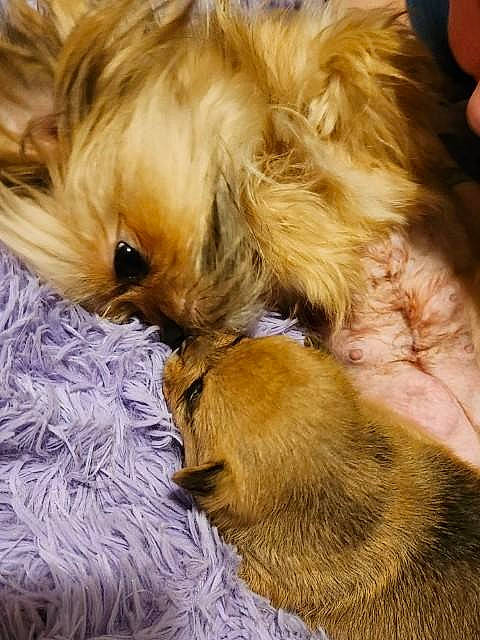 Margarita joined the competition — help win amazing prizes! canidae, carnivore, companion_dog, dog, dog_breed, dog_supply, fawn, fur, liver, maltepoo, non_sporting_group, paw, puppy, puppy_love, small_terrier, sporting_group, terrier, toy_dog, wrist, yorkipoo