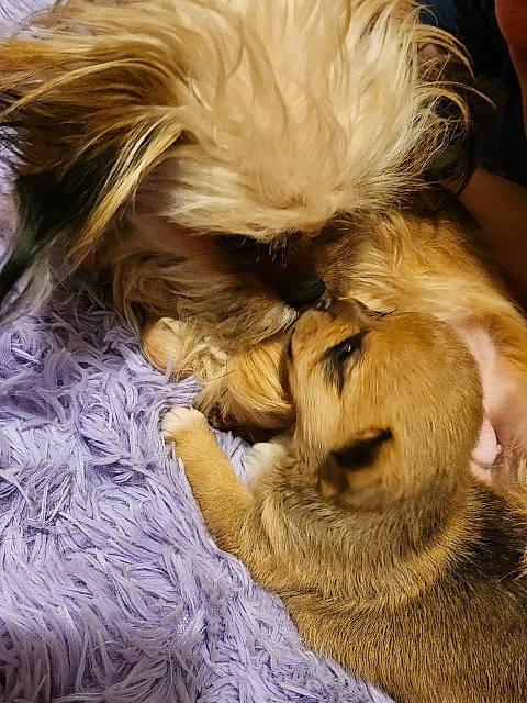 Margarita is registered to the contest to win money with this photo: canidae, carnivore, close_up, comfort, companion_dog, dog, dog_breed, ear, fawn, felidae, fur, liver, nap, snout, sporting_group, terrestrial_animal, terrier, toy_dog, whiskers, wrinkle