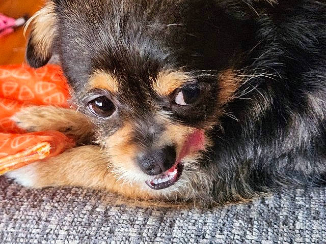 Elvis joined the competition — help win amazing prizes! canidae, carnivore, close_up, companion_dog, dog, dog_breed, ear, fawn, fur, paw, puppy, russkiy_toy, small_terrier, snout, sporting_group, terrestrial_animal, toy_dog, whiskers, working_animal