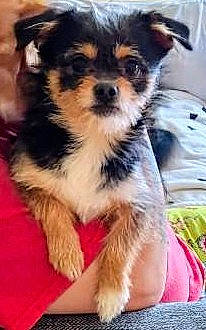 Elvis joined the competition — help win amazing prizes! carnivore, companion_dog, dog, dog_breed, dog_supply, fur, snout, terrestrial_animal, terrier, toy_dog, working_animal, working_dog