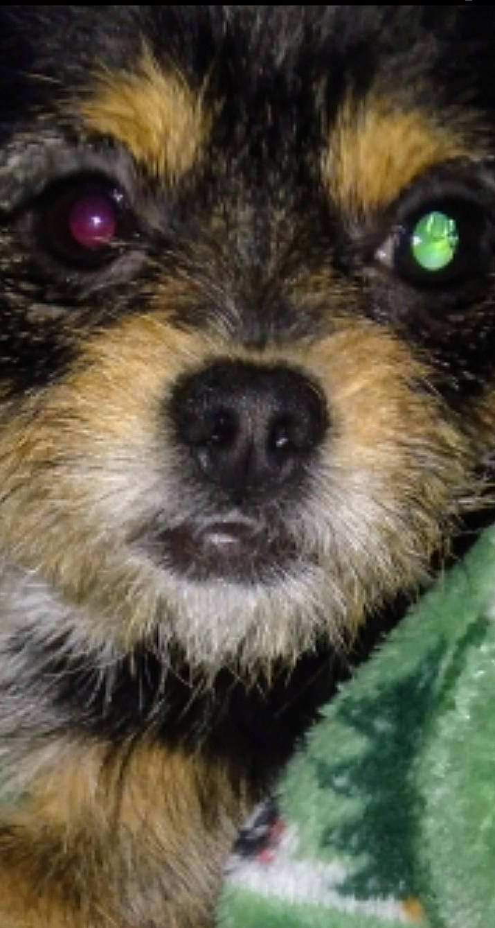 Elvis joined the competition — help win amazing prizes! ancient_dog_breeds, border_terrier, canidae, carnivore, companion_dog, corgi_chihuahua, dog, dog_breed, fur, photography, puppy, small_terrier, snout, sporting_group, terrestrial_animal, terrier, toy_dog, water_dog, whiskers, working_animal