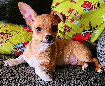 Onyx is registered to the contest to win money with this photo: ancient_dog_breeds, carnivore, chihuahua, collar, companion_dog, corgi_chihuahua, dog, dog_breed, dog_supply, ear, fawn, fur, paw, pet_supply, russkiy_toy, snout, sporting_group, toy_dog, whiskers, working_animal