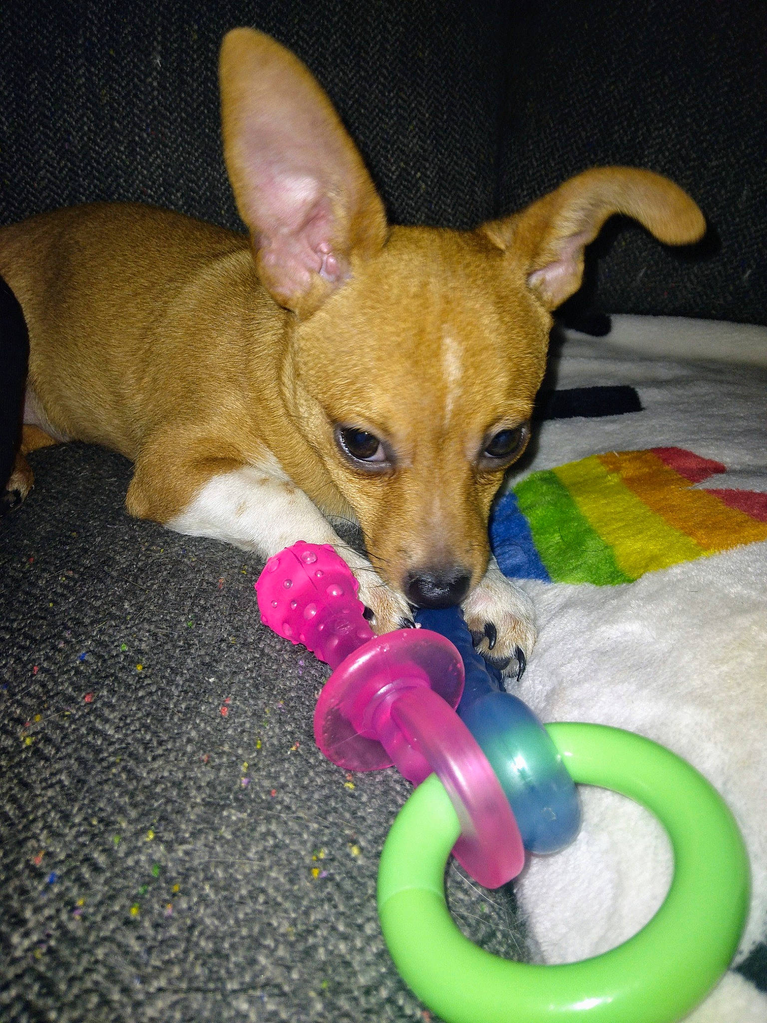 Onyx is registered to the contest to win money with this photo: canidae, carnivore, chihuahua, companion_dog, corgi_chihuahua, dog, dog_breed, dog_supply, dog_toy, fawn, non_sporting_group, paw, pet_supply, snout, sporting_group, tail, toy, toy_dog, whiskers, working_animal