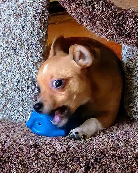 Onyx joined the competition — help win amazing prizes! canidae, carnivore, companion_dog, dog, dog_breed, dog_supply, ear, fawn, fur, grass, liver, mammal, pet_supply, snout, sporting_group, terrestrial_animal, toy_dog, whiskers, wood, working_animal